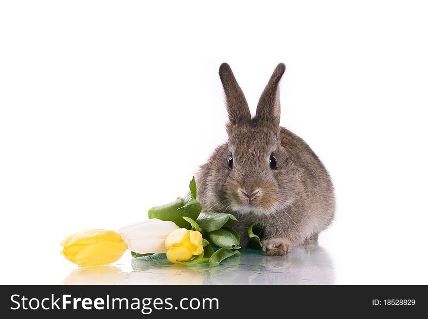 Little rabbit and flowers on a white background isolation