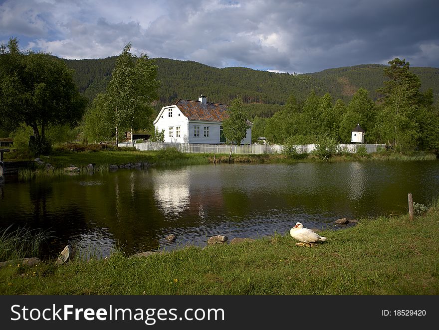 Village in the Norway with a house and cow. Village in the Norway with a house and cow