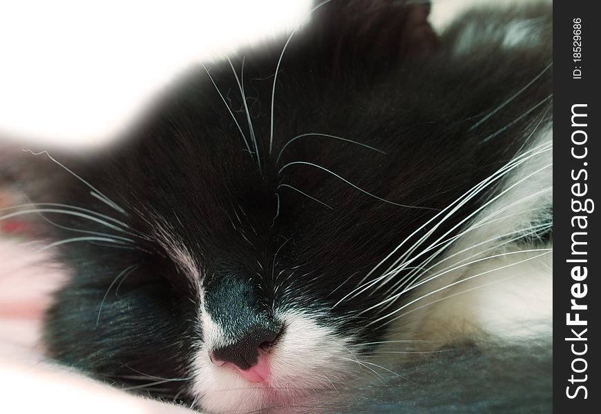 Sleeping black cat with white nose. Sleeping black cat with white nose