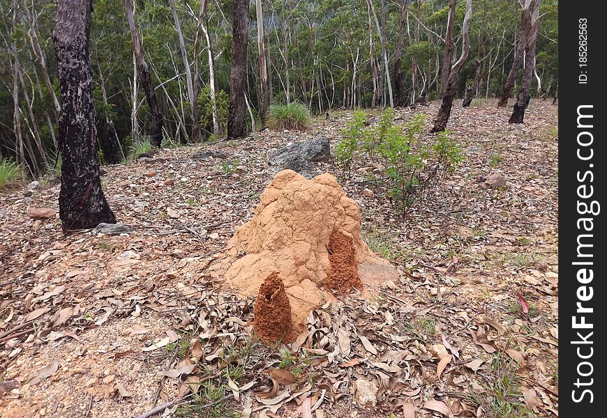 The ants` house is set against a brown background..