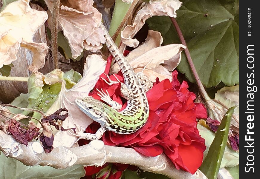 Gecko with a little green skin,and black spotsï¼Œstopped on the safflower, withered petals and branchesï¼Œseems to be looking for food. Gecko with a little green skin,and black spotsï¼Œstopped on the safflower, withered petals and branchesï¼Œseems to be looking for food