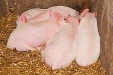 Pigs Stock Images Pigs Stock Images