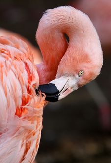 Portrait Of American Flamingo Royalty Free Stock Photo