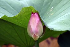 Budding Lotus And Lotus Leaf Stock Image