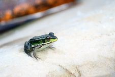 The Morning Frog Royalty Free Stock Image The Morning Frog Royalty Free Stock Image