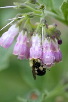 Bumble Bee Stock Photos