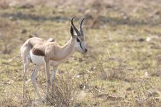 Springbok Stock Photos