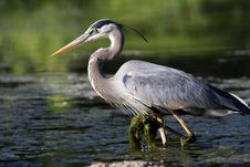 Great Blue Heron Fishing Stock Photos