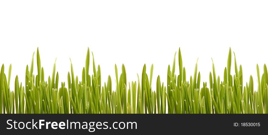 Green grass isolated on white background. Green grass isolated on white background