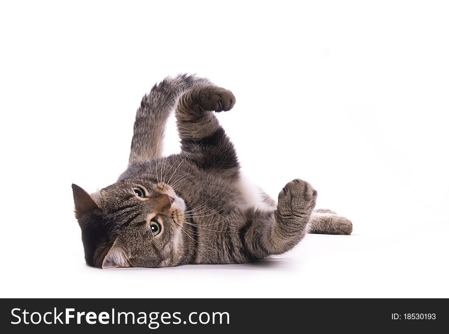 Cat on the white isolated background