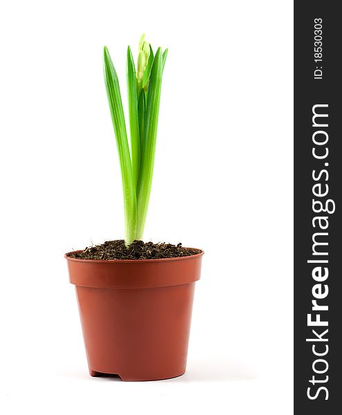 White flower in the pot isolated