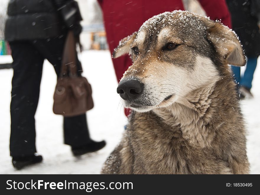 Stray Dog Freezing In Kiev Streets