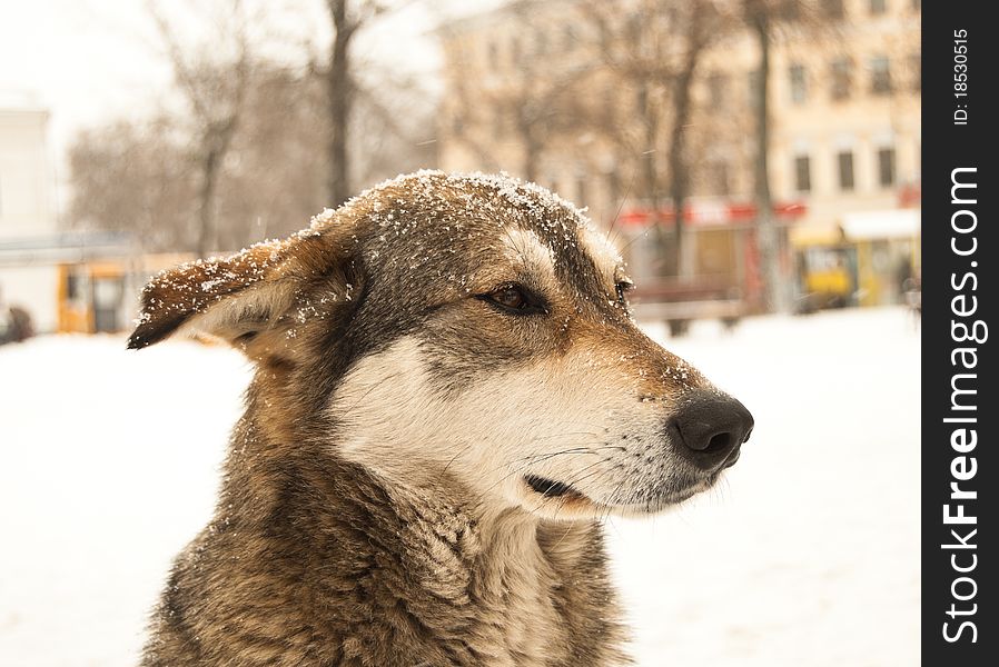 Hungry male watchdog is sitting in the downtown of Kiev, Ukraine. Stray animals is urgent problem of the Ukrainian capital. Hungry male watchdog is sitting in the downtown of Kiev, Ukraine. Stray animals is urgent problem of the Ukrainian capital.