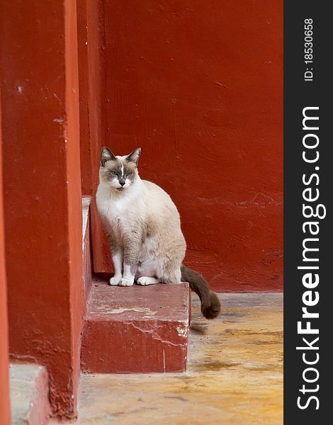 An attractive cat soaks up the sun on isla de mujeres. An attractive cat soaks up the sun on isla de mujeres.