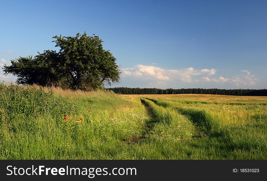 Beautiful summer countryside and footpath. Beautiful summer countryside and footpath