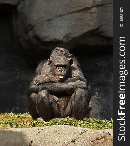 A chimpanzee cuddles with her mate in the afternoon sun. A chimpanzee cuddles with her mate in the afternoon sun.