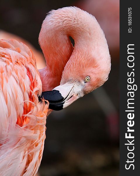 Profile Portrait of Pink American Flamingo. Profile Portrait of Pink American Flamingo