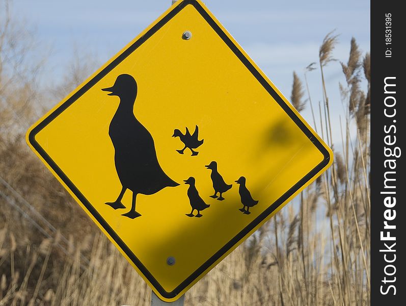 Ducks cross the road daily at this point. The sign warns traffic to be aware of them. Ducks cross the road daily at this point. The sign warns traffic to be aware of them