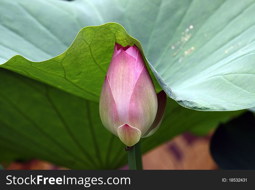 Budding lotus and lotus leaf