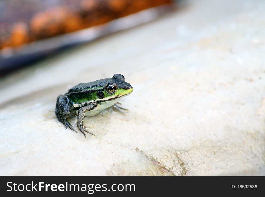 I noticed a cute frog when morning walk  along the pond, it have two big eyes and four strong limbs,it wake up so early, is it waiting for catching insects?. I noticed a cute frog when morning walk  along the pond, it have two big eyes and four strong limbs,it wake up so early, is it waiting for catching insects?