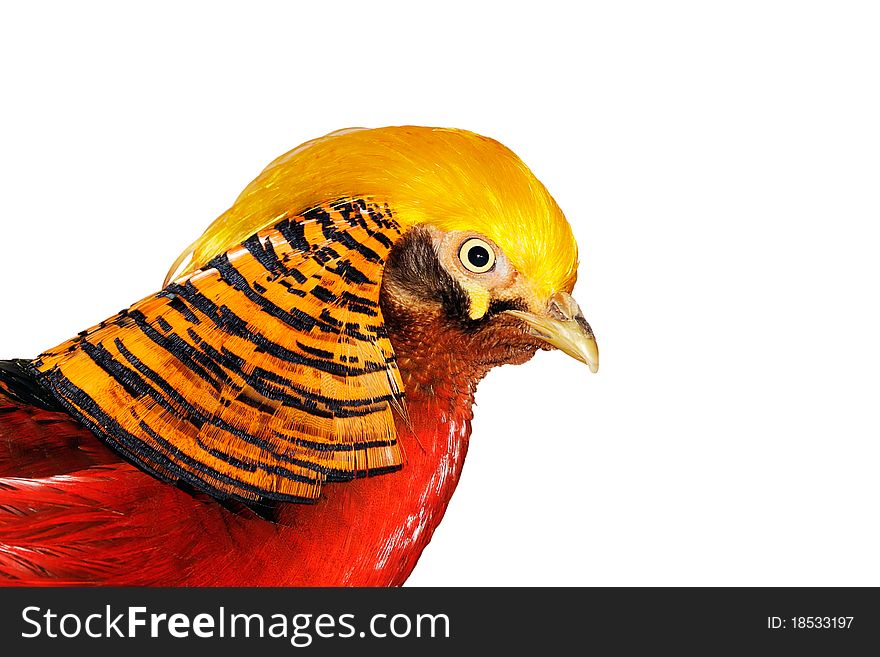 The golden pheasant on a white background.