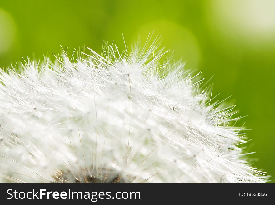 The dandelion close up in summer.