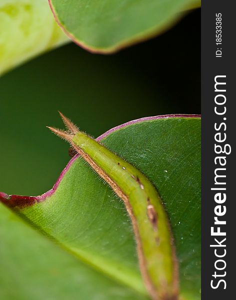 Butterfly larva on a leaf