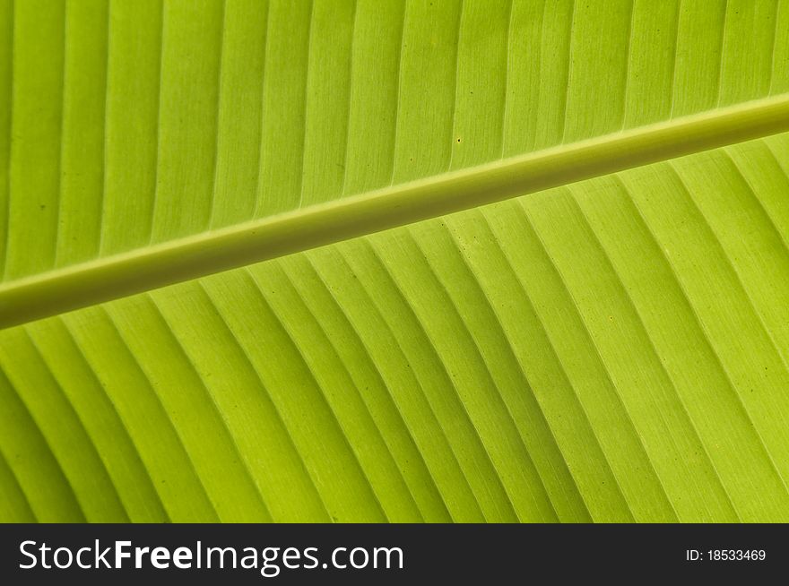 Banana leaf texture, light green