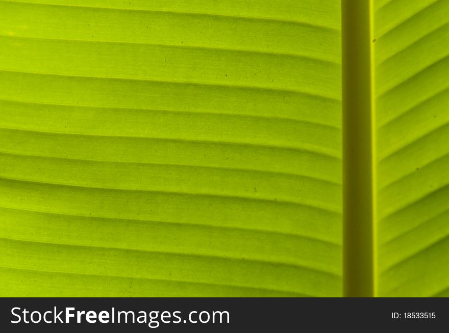 Banana leaf texture, light green