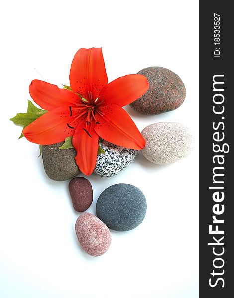 Orange tiger lily flower and pebbles on white background. Orange tiger lily flower and pebbles on white background