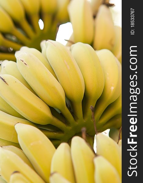 Bananas  texture on the tree natural