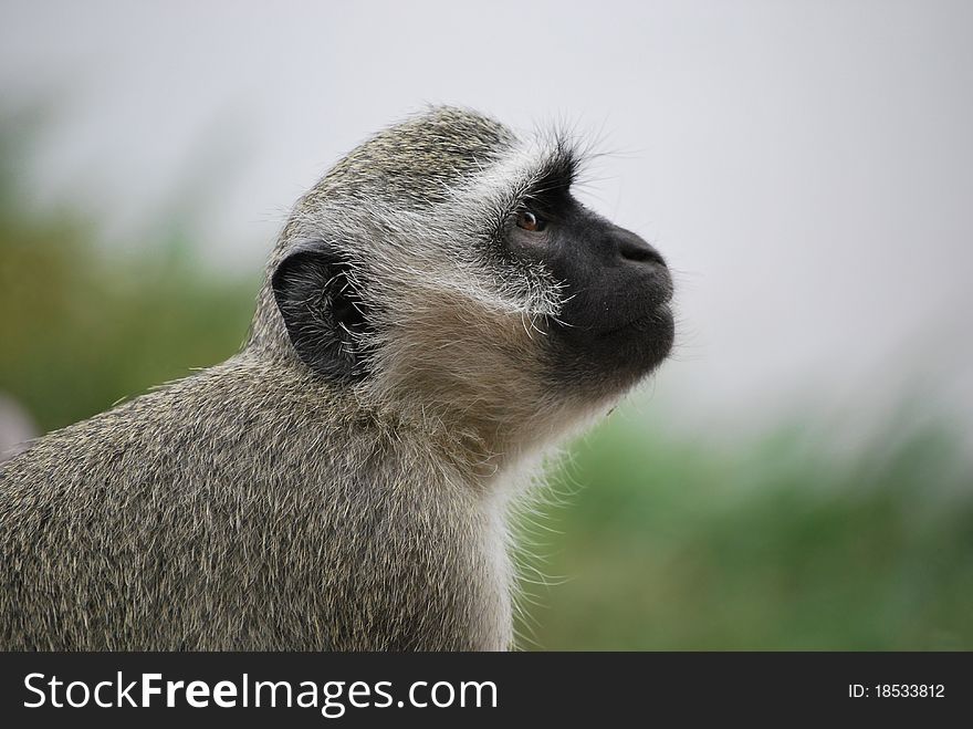 Vervet Monkey in Kurger National Park