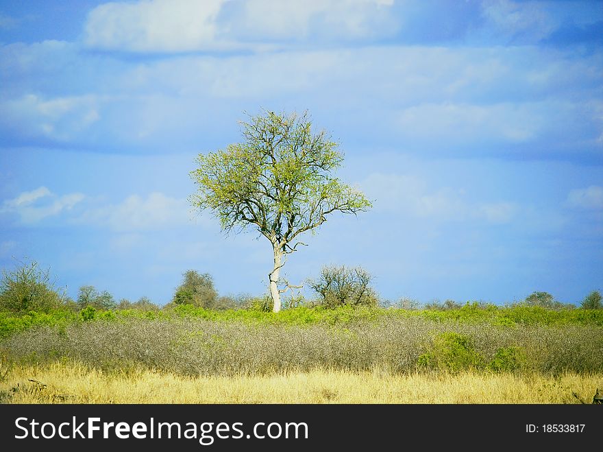 Lonely tree in Kruger National Park