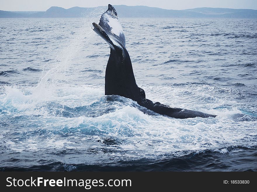 A whale in st. John's Canada. A whale in st. John's Canada