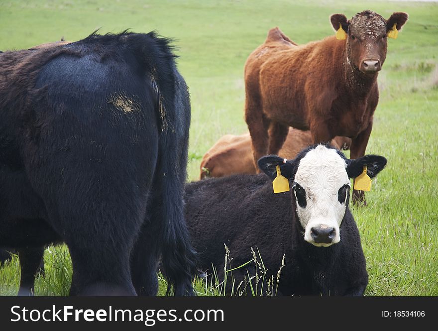 Beef Cattle Pasture