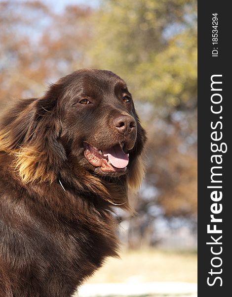 Lab/Newfoundland Mix looking at the camera on a nice sunny day. Lab/Newfoundland Mix looking at the camera on a nice sunny day.