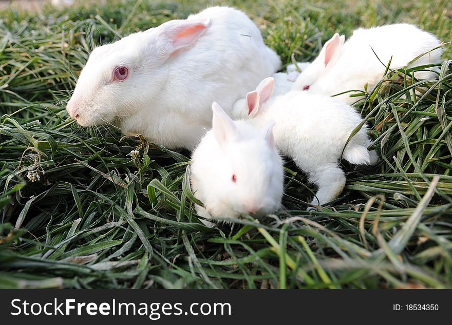 A breastfeeding mother rabbit, cute, very loving. A breastfeeding mother rabbit, cute, very loving