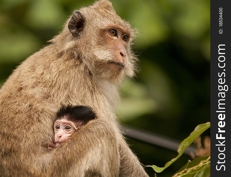 Mother and baby monkey sit on power lines. Mother and baby monkey sit on power lines