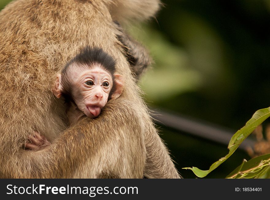 Mother and baby monkey sit on power lines. Mother and baby monkey sit on power lines