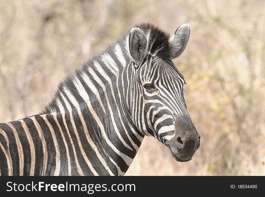 A zebra standing in the veld