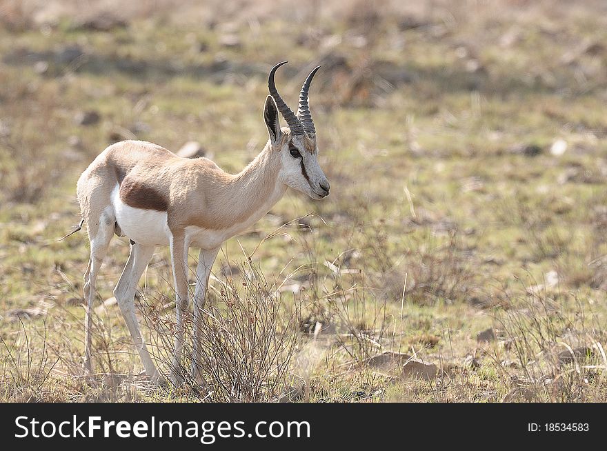 A springbok standing in the field