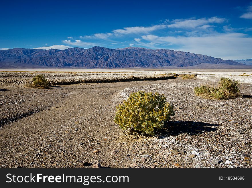 Life in Death Valley shows a rare green hue in the days following a spring storm. Life in Death Valley shows a rare green hue in the days following a spring storm.