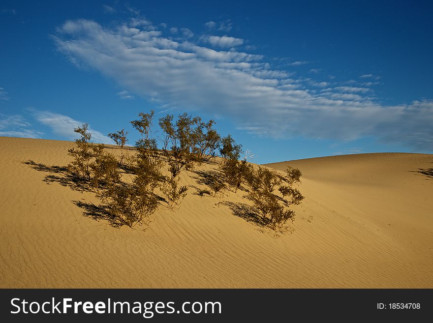 A single bush clings to it's tenuous existence alongside a dune in Death Valley National Park. A single bush clings to it's tenuous existence alongside a dune in Death Valley National Park.