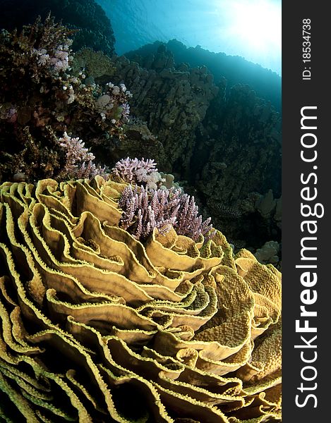 Pristine Coral Reef In The Red Sea