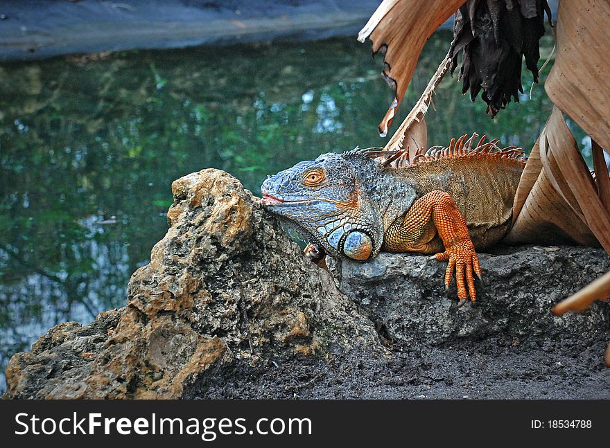 Large, beautiful and colorful Iguana. By water, on the rocks. Large, beautiful and colorful Iguana. By water, on the rocks.