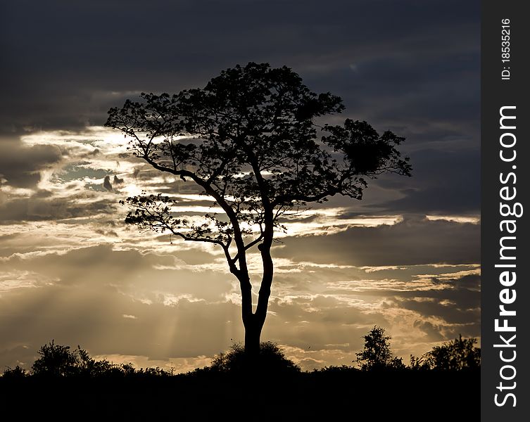 Silhouette of a tree against a cloudy background