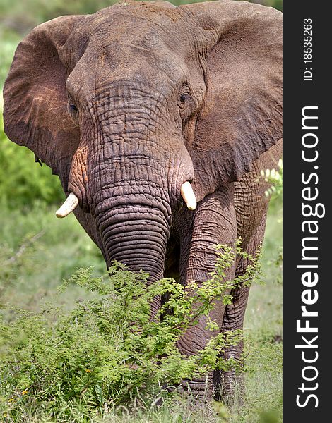 Large male elephant front on