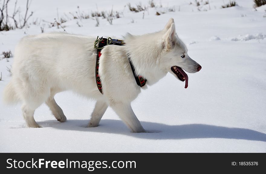 Husky dans la neige