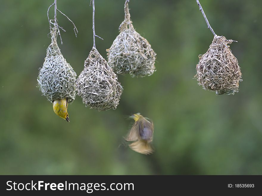 Weaver bird flying towards theit nest, while another weaver is waiting. Weaver bird flying towards theit nest, while another weaver is waiting