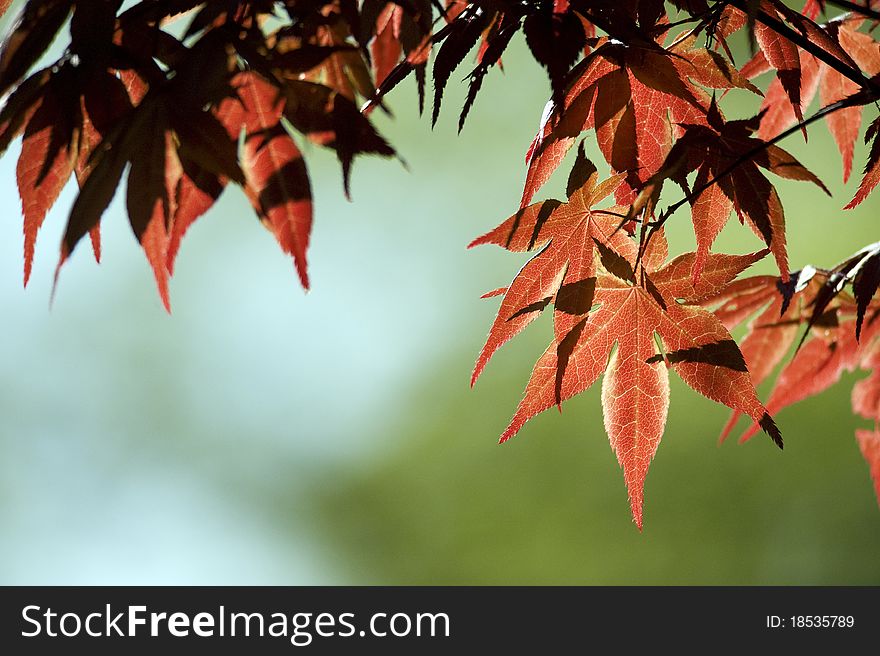 Red leaves with green background